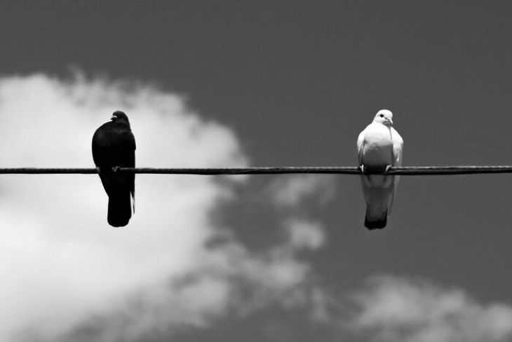 Well Timed Photos by Eric Kogan black and white pigeon in the sky