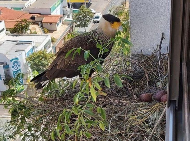 Life in Brazil, caracara falcon