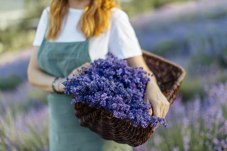 Lavender Benefits and Uses woman with a basket of lavender
