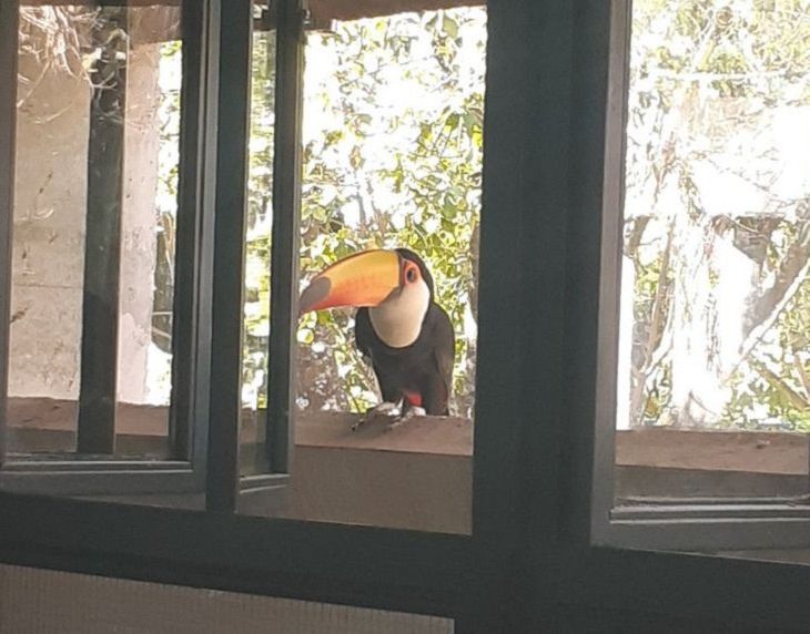 Life in Brazil, toucan