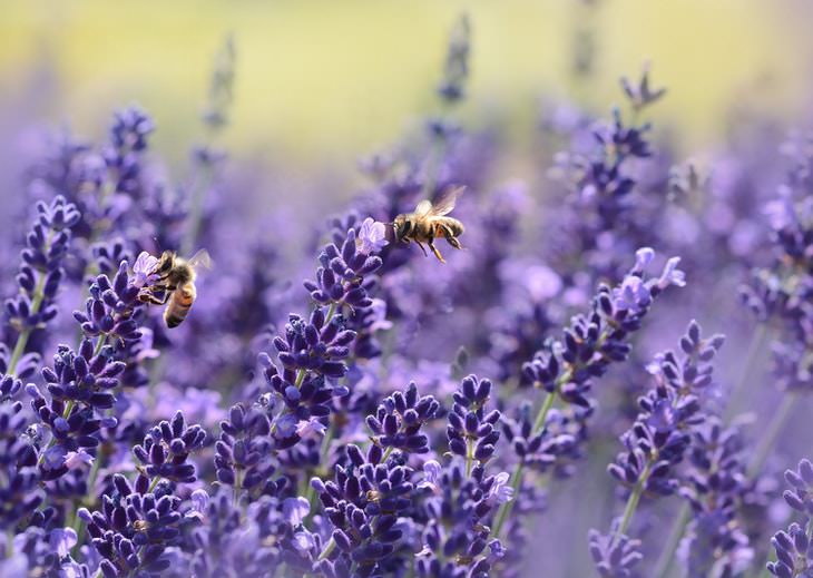 Lavender Benefits and Uses bees attracted to lavender