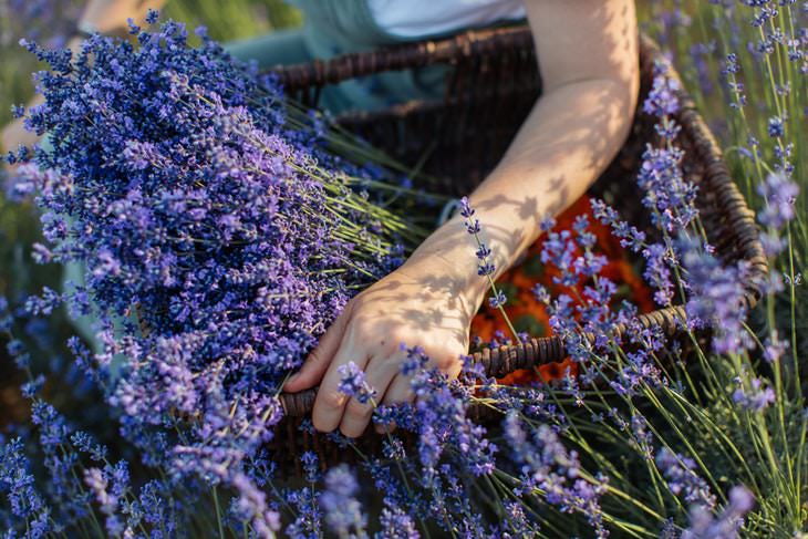 Lavender Benefits and Uses holding a basket full of lavender
