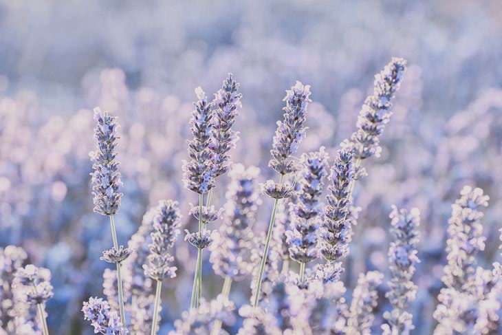 Lavender Benefits and Uses lavender flower