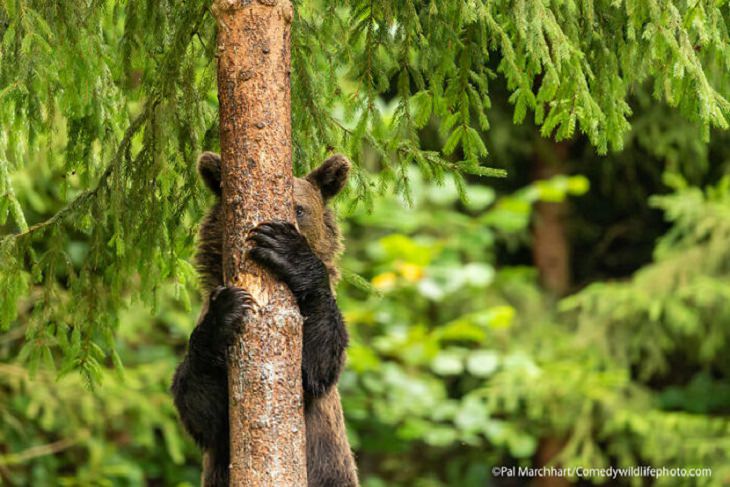 2021 Comedy Wildlife Photography Awards, young bear