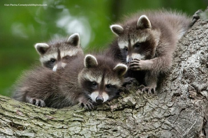 2021 Comedy Wildlife Photography Awards, baby racoons