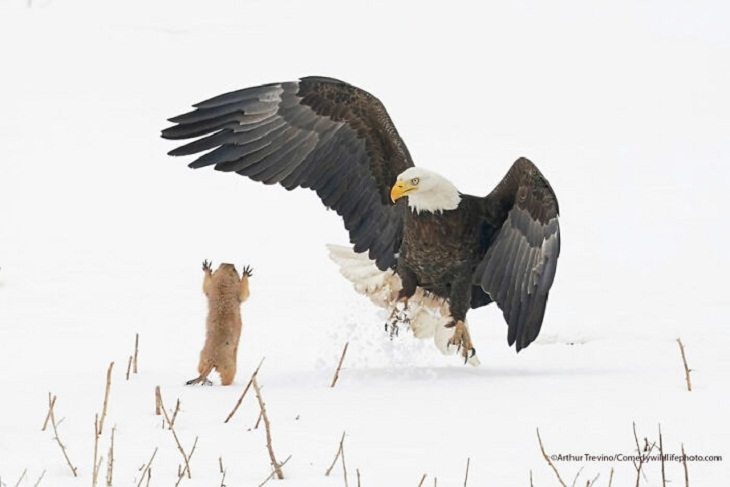 2021 Comedy Wildlife Photography Awards, Bald Eagle, prairie dog
