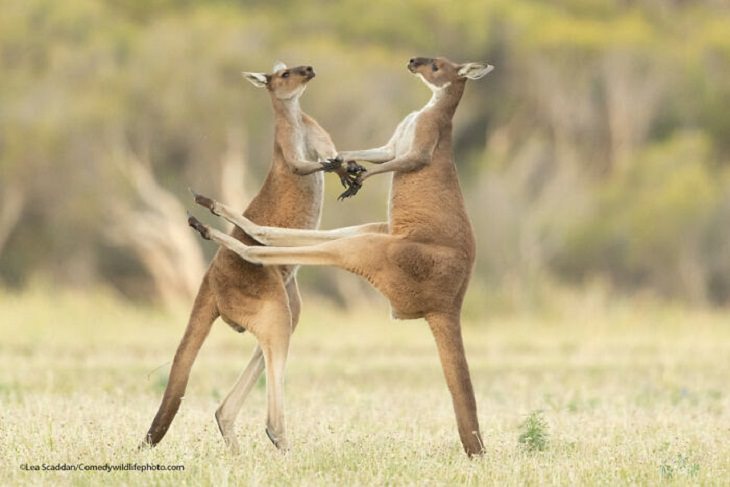 2021 Comedy Wildlife Photography Awards, Kangaroos 