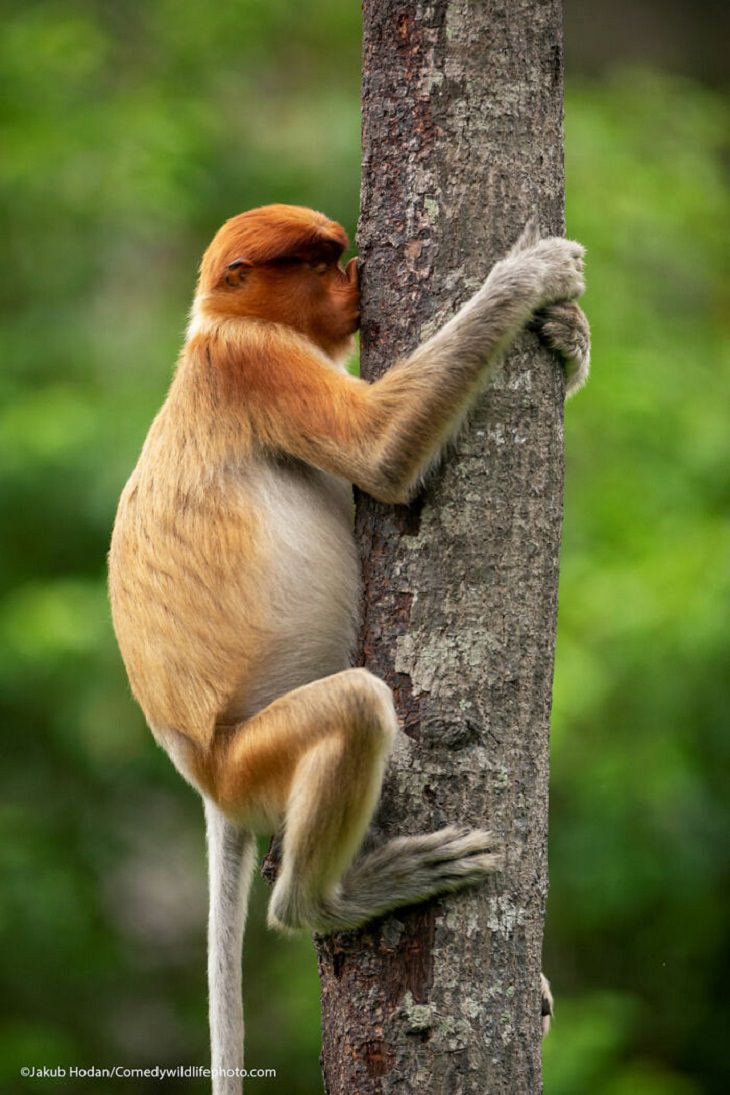 2021 Comedy Wildlife Photography Awards, Proboscis monkey