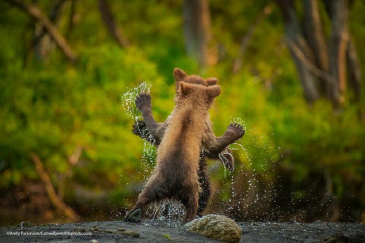 2021 Comedy Wildlife Photography Awards,  bear cubs