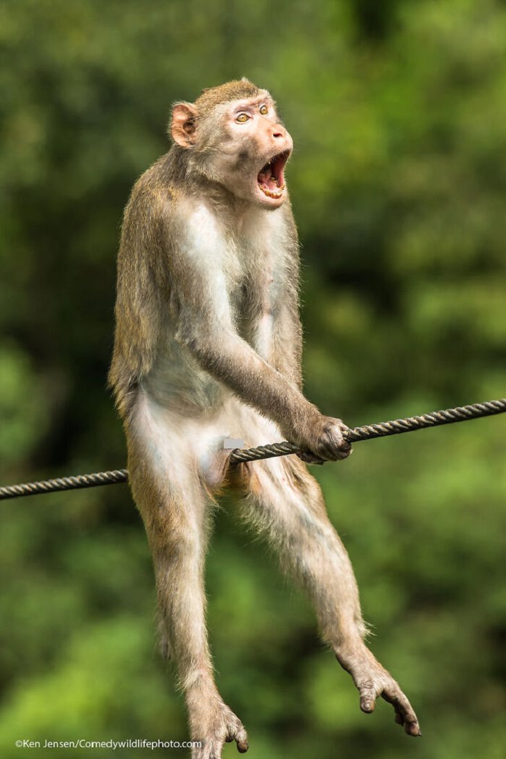 2021 Comedy Wildlife Photography Awards,  golden silk monkey