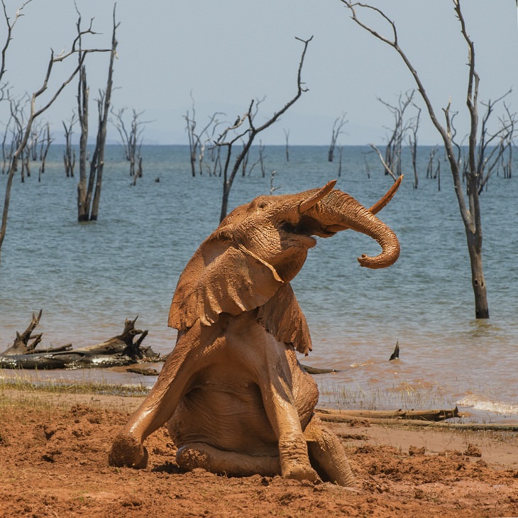 2021 Comedy Wildlife Photography Awards, elephant 