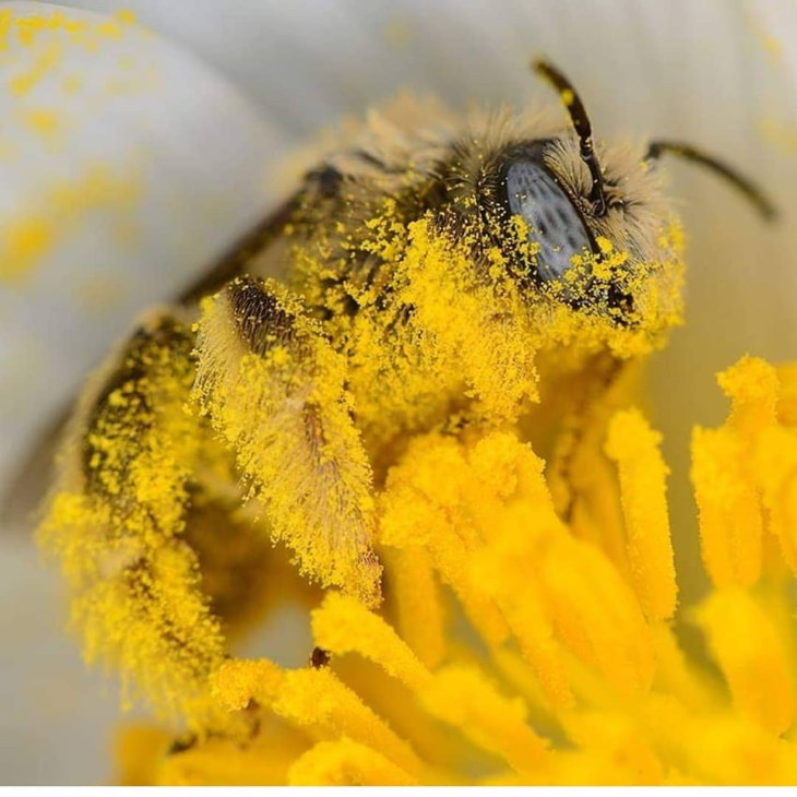 Nature’s Wonders honeybee feeding on nectar, all covered in pollen
