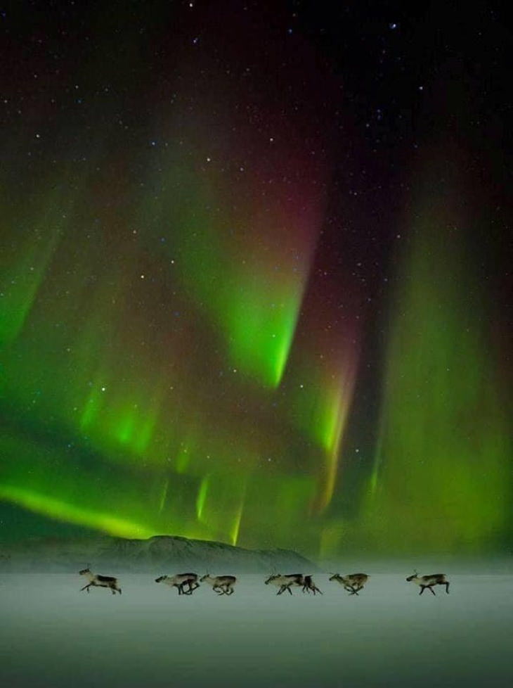 Nature’s Wonders reindeer walking under the Northern Lights