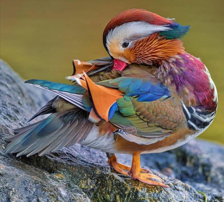 Nature’s Wonders Mandarin duck cleaning its colorful feathers