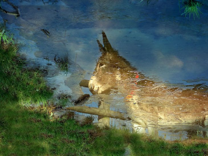 Beauty of Donkeys, Reflections