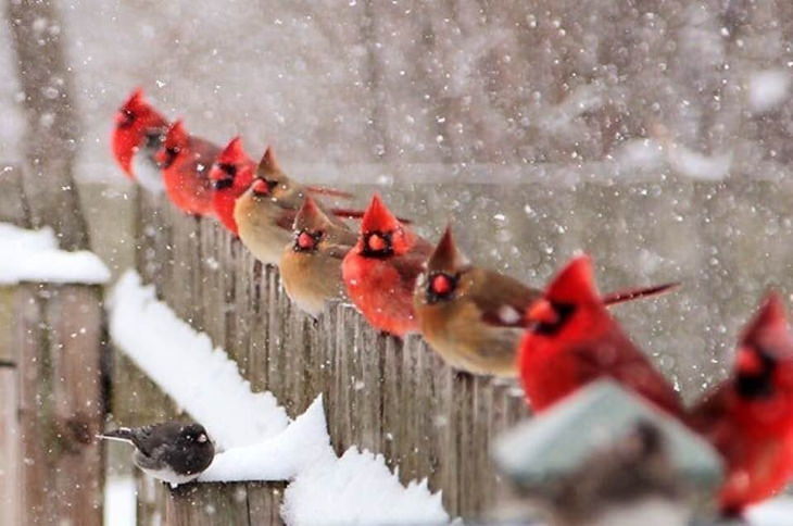 Nature’s Wonders group of chubby cardinals in the snow