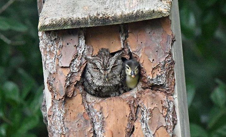 Nature’s Wonders owl mistook a duck egg for its own and raised this duckling