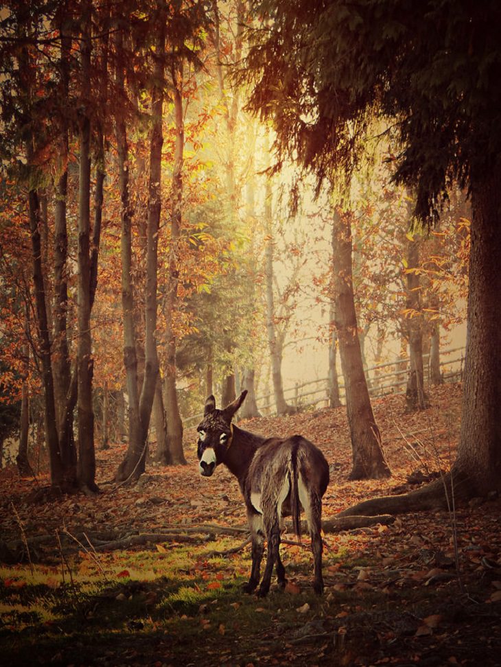 Beauty of Donkeys, fairyland