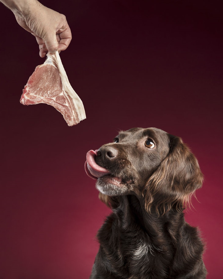 Dogs and Treats by Rhiannon Buckle dog and steak