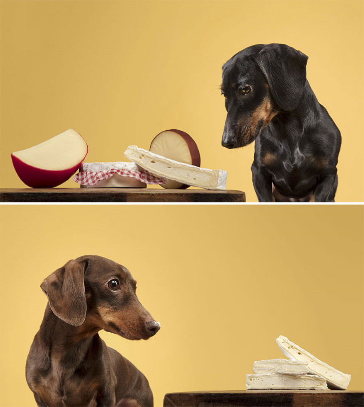 Dogs and Treats by Rhiannon Buckle Dachshund and cheese