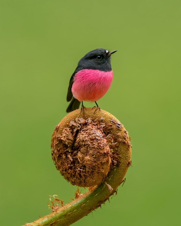 Australian Birds, Pink Robin