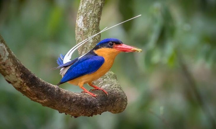 Australian Birds, Buff-Breasted Paradise Kingfisher