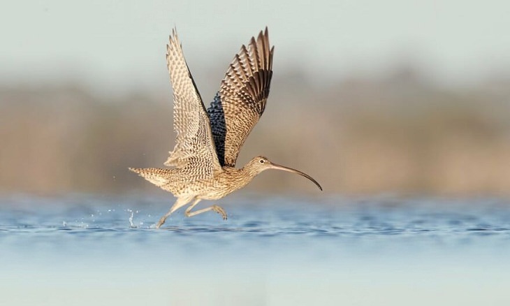 Australian Birds, Eastern curlew