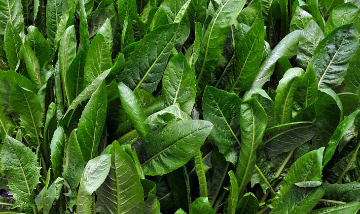 Chicory Cichorium pumilum leaves growing in the ground