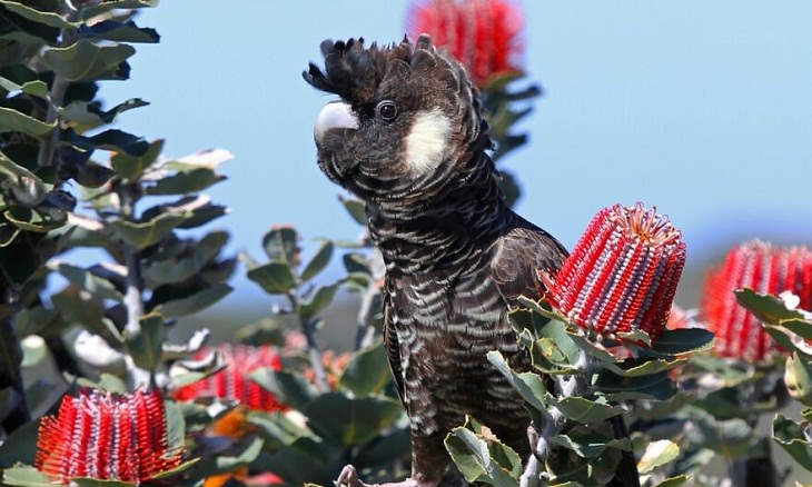 Australian Birds, Carnaby’s Black-Cockatoo