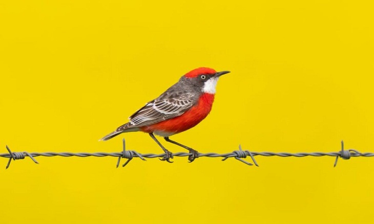 Australian Birds,  Crimson Chat 