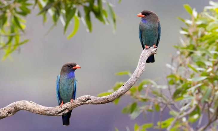 Australian Birds, Dollarbird