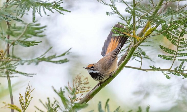 Australian Birds, Rufous Fantail