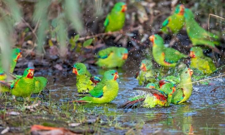 Australian Birds, Swift Parrot