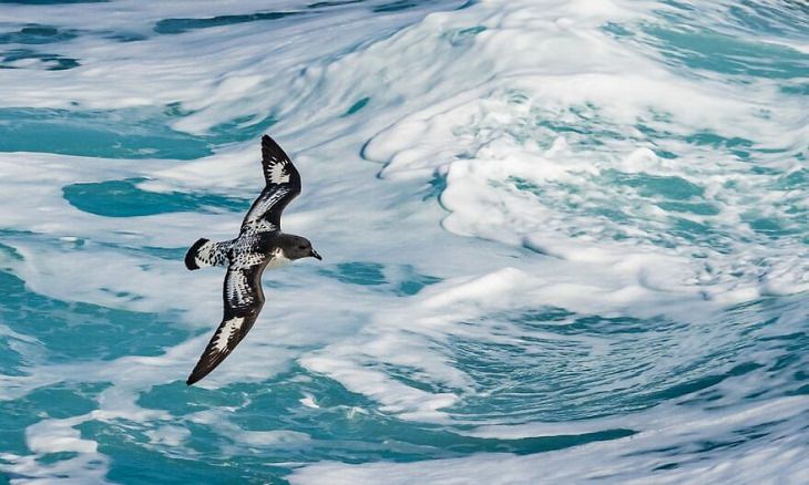 Australian Birds, Cape Petrel