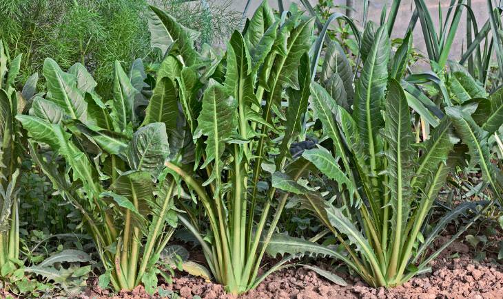 Chicory leaves