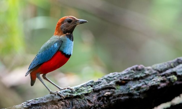 Australian Birds, Papuan Pitta