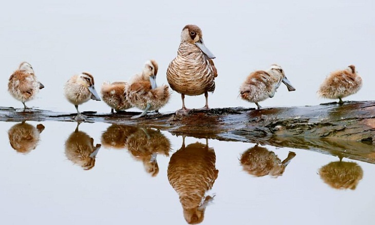 Australian Birds, Pink-eared Ducks