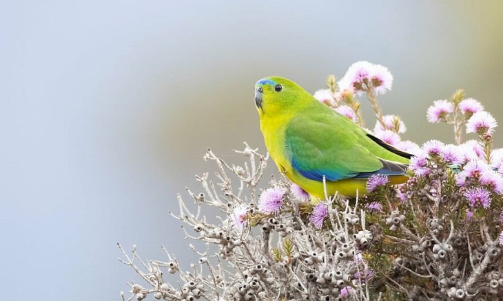 Australian Birds, Orange-bellied Parrot