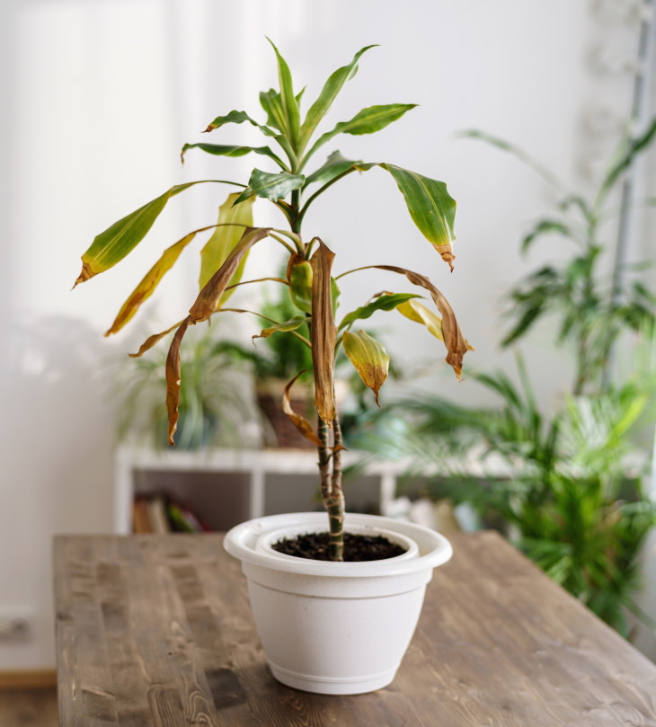 Indoor Plant’s Leaves Turning Brown sick plant