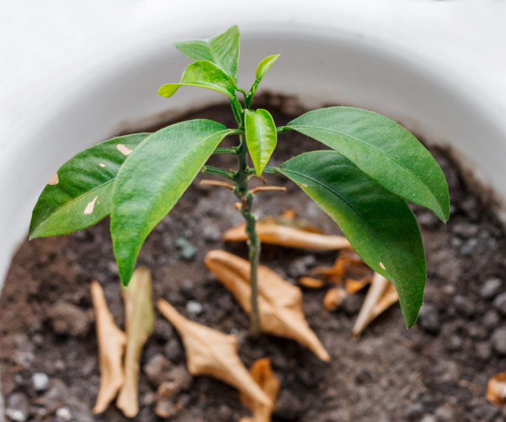 Indoor Plant’s Leaves Turning Brown leaves falling off