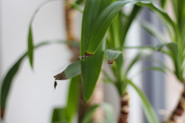 Indoor Plant’s Leaves Turning Brown brown tips