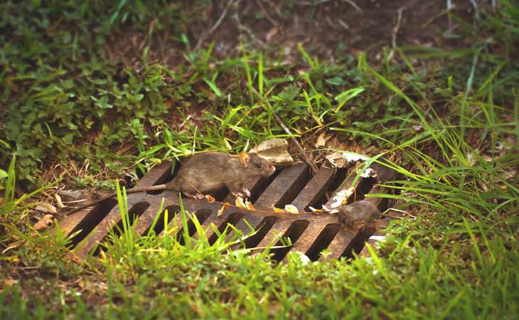 Sewer rat