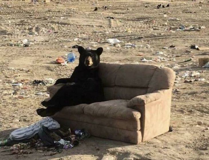 FUNNY Bears, sofa