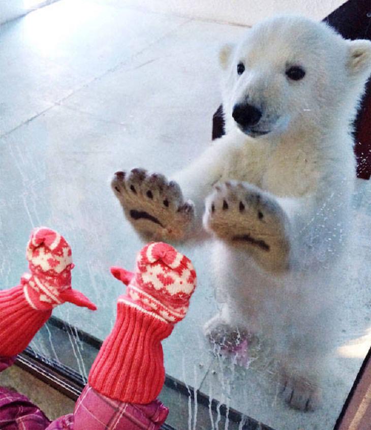 FUNNY Bears, mittens 