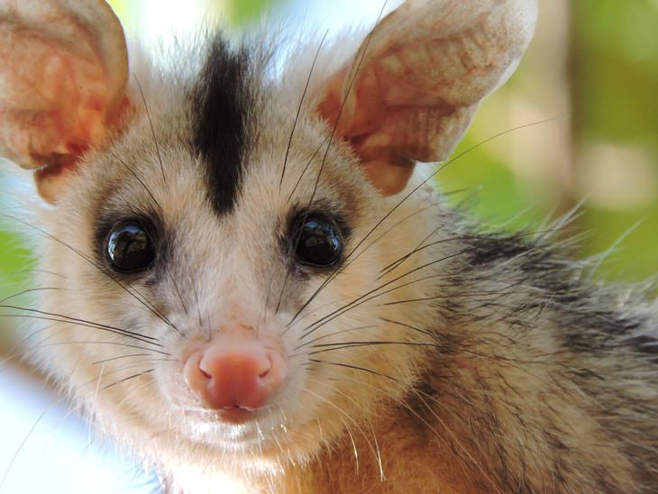 Unbelievable Facts Opossums