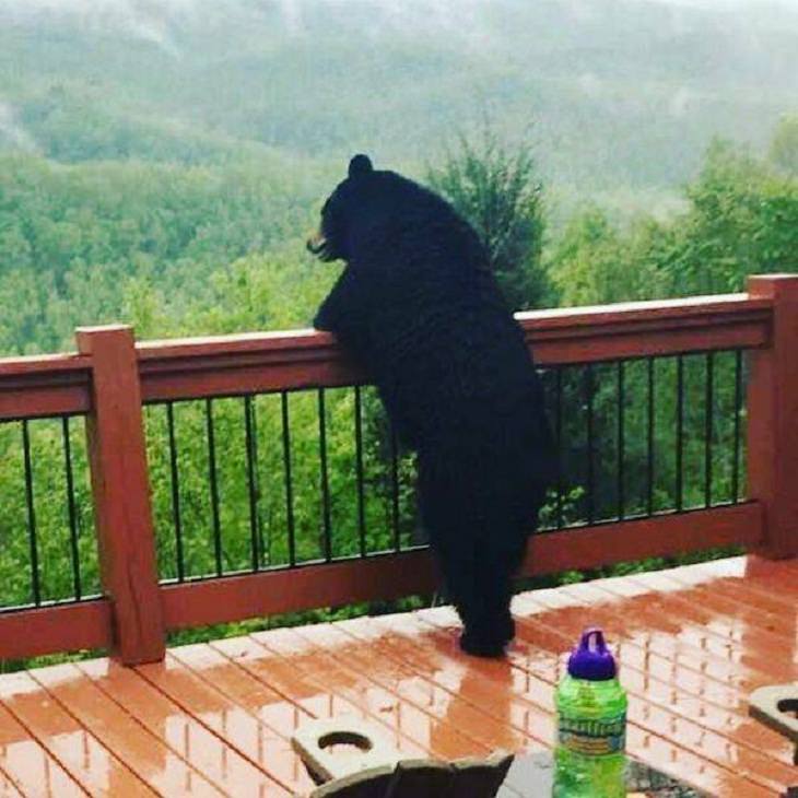 FUNNY Bears, sights of nature