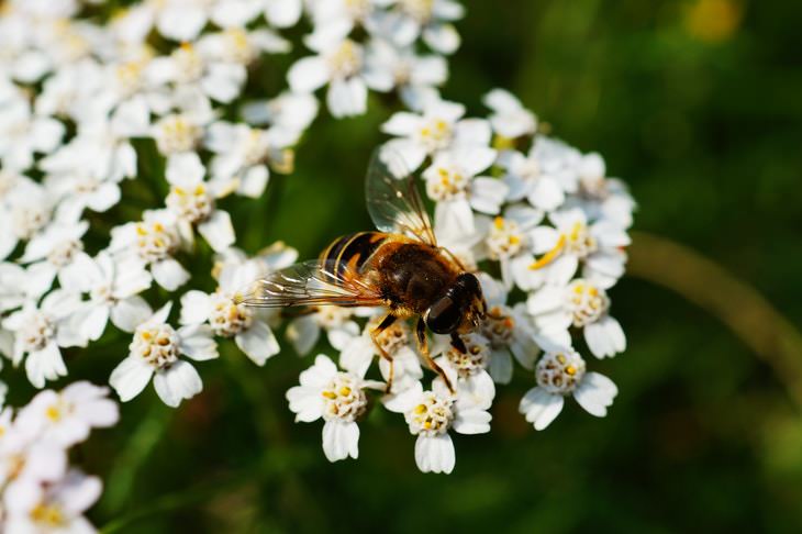Unbelievable Facts Honeybee