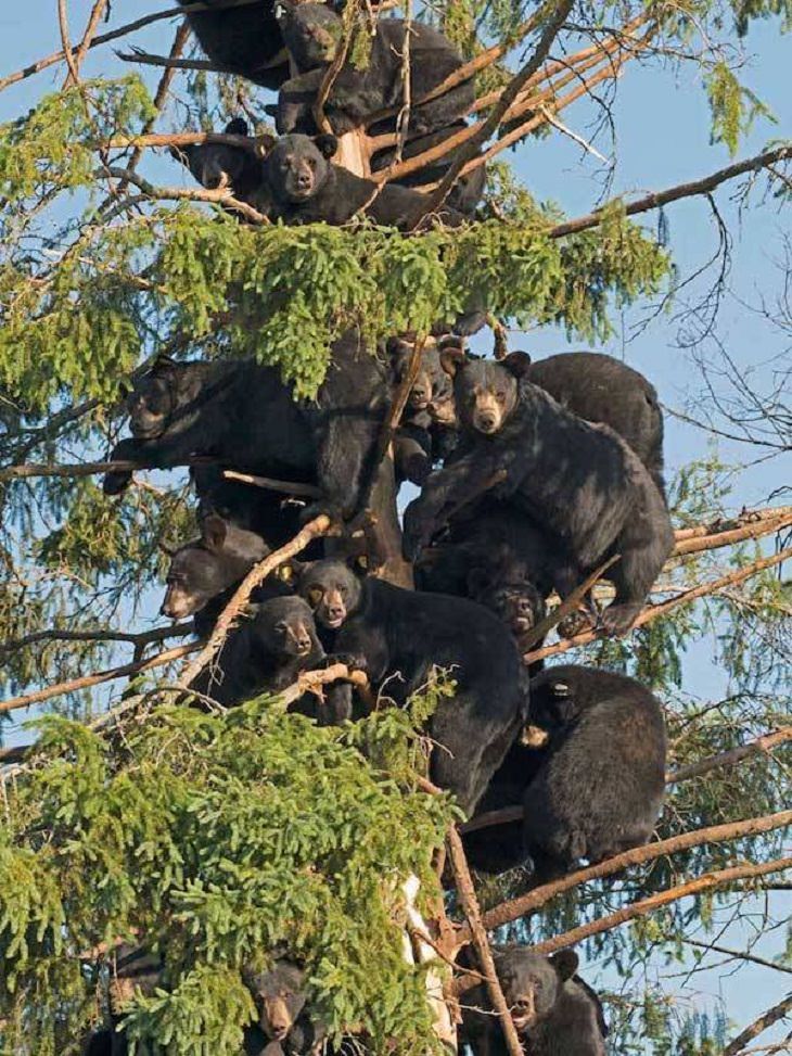 FUNNY Bears, Bears in trees