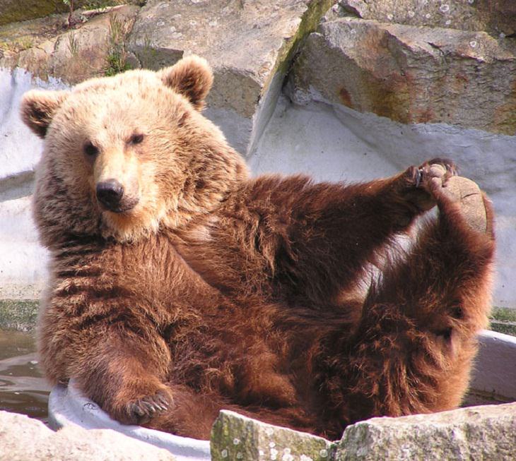 FUNNY Bears, yoga