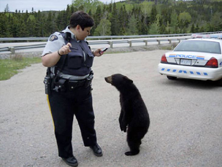 FUNNY Bears, police and bear